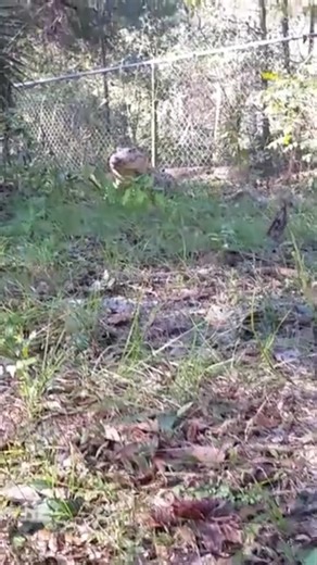 Cuban Crocodile #fyp #animals #facts #knowledge | Animal Informations