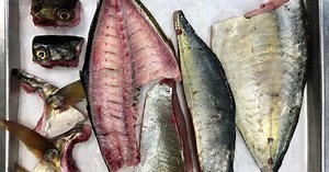 How to age fish at home (your new favorite hobby)