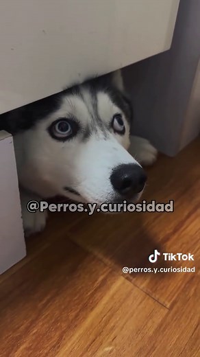 Perros y Curiosidad on TikTok