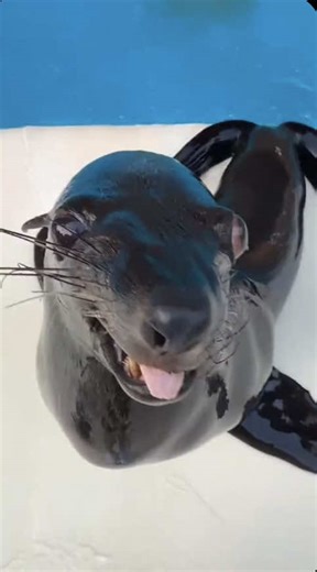 Funny Sea Lions Dancing and Playing