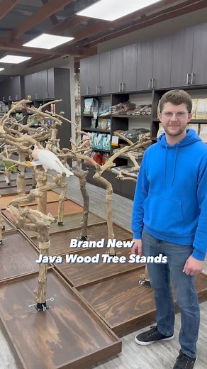Brand new Java Wood Tree Stands available 🤩🦜 #parrot #treestand #javawood #parrots #petcare #smallbusiness #shoplocal #majormitchellcockatoo #majormitchellscockatoo #cockatoo #cockatoos #cockatoosofinstagram #parrotlife #loveparrots #parrotlove #parrotsofinstagram #parrotsofig #parrotstars #parrotstarsarlingtonheights | Parrot Stars