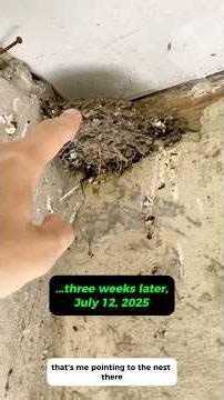 Baby swallows, and the challenges of nesting birds in my garden.