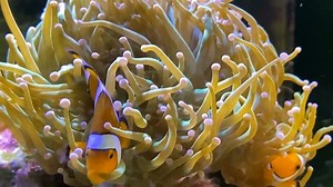 Clownfish, Nature, Underwater