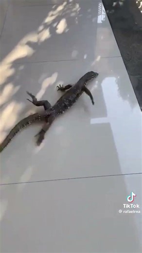 haha lol fast lizard