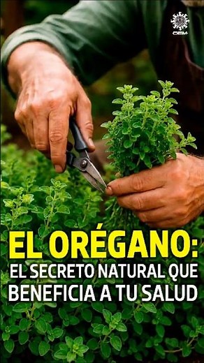 Oregano: Flavor and benefits for your body