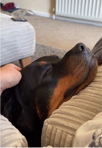 Head massages from mum work on me every time ❤️ #rottie#rottweiler##relaxed#fyp