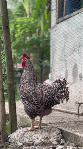 Barred Plymouth Rock Rooster: A Backyard Gem