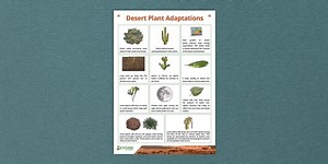 Desert Plant Adaptations Display Poster
