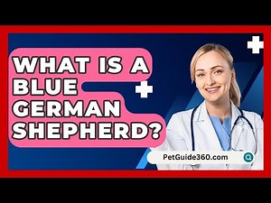 What Is A Blue German Shepherd? - PetGuide360.com