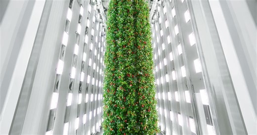 'World-first' indoor vertical farm to produce 4M pounds of berries a year