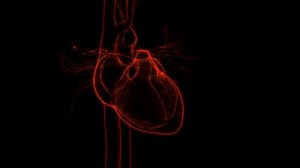 Human Circulatory System Heart Beat Anatomy Stock Footage Video (100% Royalty-free) 1062661438 | Shutterstock