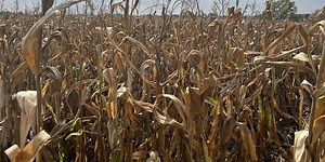 Corn and bean prices lower than last year
