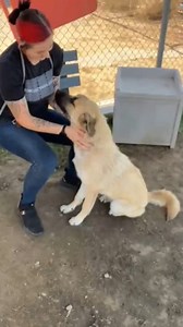 2.3K views · 32 reactions | JERSEY (1204421) 1 year old, shepherd...