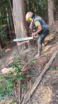 Humbolt notch face cut Cypress superb