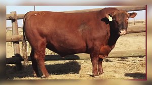 18K views · 162 reactions | Astro Angus presents its 12th Production...