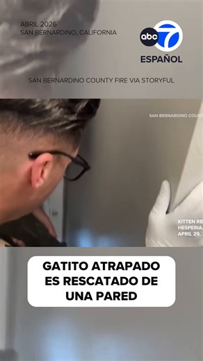 Un gatito fue rescatado de dentro de una pared en una casa de San Bernardino, California, por los bomberos. Un bombero cortó una pared de yeso mientras se escucha al felino maullar. El bombero luego mete su mano en la oscuridad para sacar al gatito. En una publicación de Facebook, el departamento de bomberos dijo que el animal cayó del ático y terminó atrapado detrás de la pared. | A tiny kitten was rescued from inside a wall at a home in San Bernardino, California, by local firefighters on Wedn