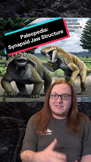 Before the dinosaurs ruled, there were the synapsids. By the end of the Permian, synapsids were among the largest animals at the time, and were also the top predators. But throughout their reign, the predators had to undergo significant changes to hunt their prey, which were getting larger and faster as time went on. As the predators followed suit, they also changed their jaw structure in order to become extremely efficient hunters. Lets talk about it #Paleopedia #dinotok #fossiltok #permian #fo