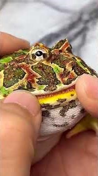 Why Handling Pacman Frogs Can Be Risky: The Dangers of Their Teeth #shorts