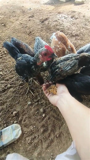 Rutinitas Memberi Makan Ayam Kampung