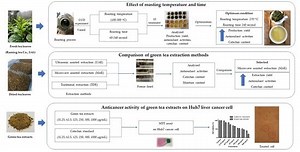 Manipulation of the Phenolic Quality of Assam Green Tea through Thermal Regulation and Utilization of Microwave and Ultrasonic Extraction Techniques