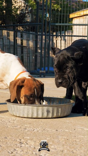 22K views · 305 reactions | Our Exotic Piebald Boerboel putting in work at the food bowl  A powerhouse is taking shape. #saturdaymorning #tgif #feature #mastiff #dogs #boerboel #boerboelsofinstagram #southafricanboerboel #boerboels #boerboelpuppy #boerboellove #boerboelmastiff #boerboellife #boerboelmoments #boerboelfans #boerboelofinstagram #boerboelinstagram #boerboellovers #boerboellife | Boerboel Breeders Ohio | Facebook