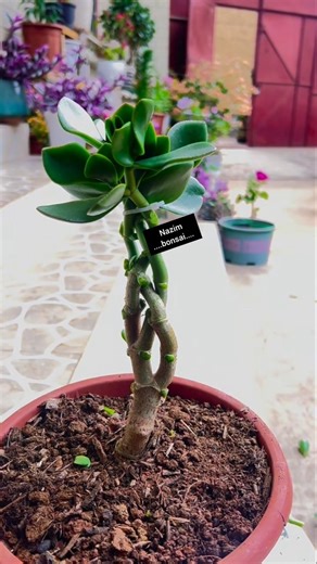 How to braid a Yushu tree into a three-strand braid #How to trim a Yushu tree#yushu pruning method