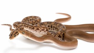 Colombian Rainbow Boa Care Guide - SnakeTracks.com
