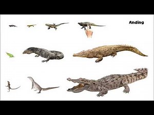Anding: Dinosaur Like Animals - Picture Play