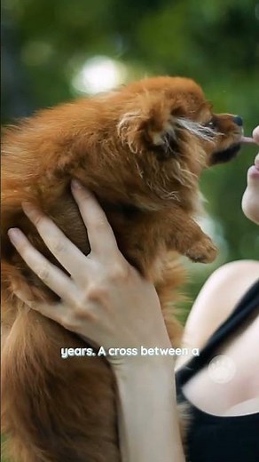 The Pomchi is a small mixed-breed dog known for its playful and affectionate personality #dogs