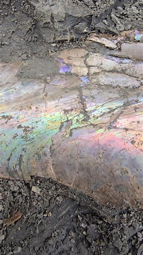 Back on the quest to find iridescent cephalopod fossils in the Pierre shale of Colorado! | Colorado Geology