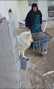 Grandma's Essential Project An Amazing Project Near the Magic Cave Part.08 #villagelife #nomadic #nomadiclifestyles #nomadiclife #village #nomadic #family #female #country #lor #new #village #iranian #iranfamily #nepalfamily #iranfood #NomadicLife #FamilyConflict#nomadiclifestyles #village #new #viralvideos #viralreels #viral #trending #reelsvideo #reels #trendingreels #virals | Brenton Calderon
