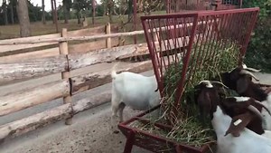 3.4K views · 93 reactions | Give them some feeds off the ground | Goat Farming Uganda | Facebook