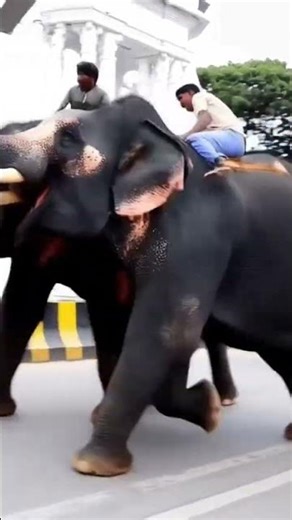 elephant full movie 🌝 #elephant #animals