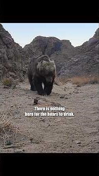 There's really nothing here for the Gobi bear to survive on.#wildlife #shorts #animals #video