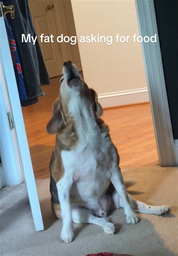 Bro is persistent for food 😂 #dog #funny #viral | dogs