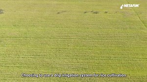 756 reactions · 22 shares | 헙헿헼헺 헽헮헱헱혆 혁헼 헱헿헶헽!  Witness the 100-year-old rice farm's incredible transformation to drip irrigation.  Growing sustainably, they boost yield, quality, and ROI and even introduce a premium line of 'drip irrigated rice' products. | Netafim | Facebook