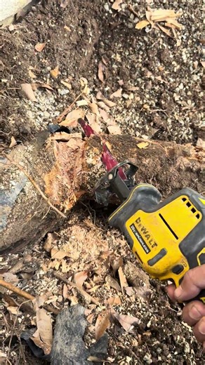 Removing tree root with hand tools need help🤣 #shorts #construction