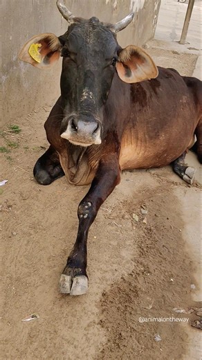 Cow Sound 😁😁/#shorts #cowshorts #cow #animalsounds #animalontheway #cowsound #cowvideos #funny