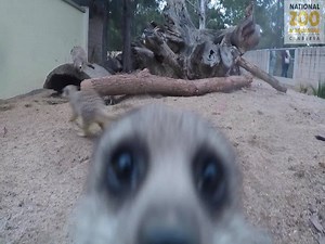 2.7K views · 247 reactions | Behind the scenes with the meerkats! | National Zoo & Aquarium Canberra | Facebook