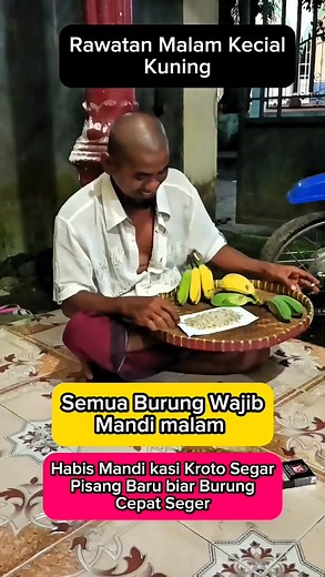 231K views · 903 reactions | Rawatan Malam Kecial Kuning #reels #reelsviral #reelsfb #fyp #semuaorang #facebookreelsvideo #viral #fbpro #facebookreelsviral #reels2025 #trending #reelstrending #sorotan #jangkauanluas #facebookpost #facebookpage #kecial #nature #wildlife #plecilombok #burung #pengikut #kicaumania | Gurun Sahara | Facebook