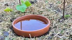 Ollas: Watering Your Garden With Ancient Tech