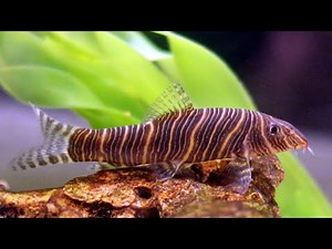 Bottom Feeder Types For Aquariums