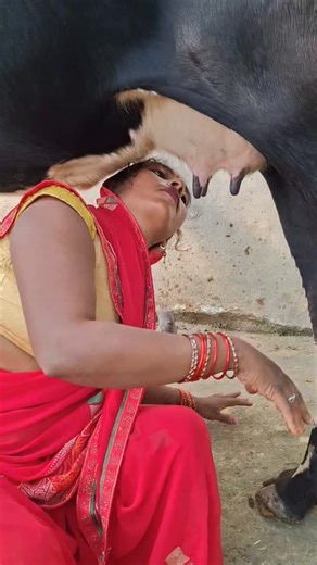 Lalita vlogs | ▪️I teach you how to milk a goat. . “I teach the proper and gentle way to milk goats and cows with care and respect.” 🐐🐄 “Pure milk begins... | Instagram