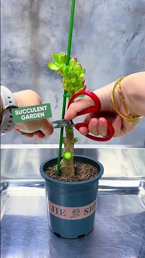 Jade Plant Makeover: Pruning & Shaping for Beginners