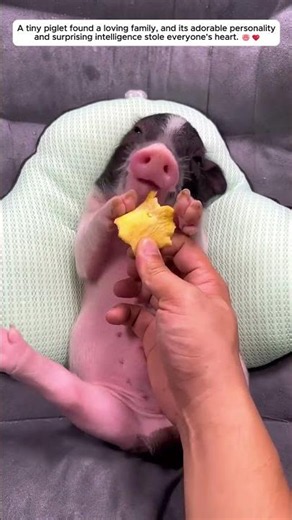 YouTubeShorts #Piglet #CutePig #PetPig #CuteAnimals #AnimalLover #SmartPig #Pets #Adorable #Cute