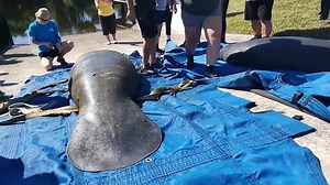 Two more manatees, Fern and her calf Wilbur, were released yesterday from our David A. Straz Manatee Critical Care Center into the wild. After months of intensive rehabilitation and care at ZooTampa following a boat strike, Fern made incredible strides to recovery. Now she and her calf are able to swim again in Florida waters. | ZooTampa at Lowry Park