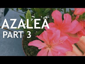 Azalea Bonsai from Nursery Stock, 3