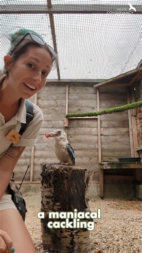 Hear our Kookaburra's cackle!