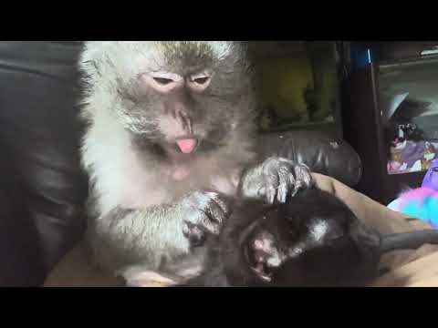 ASMR Monkey Abby Louise & Panther Her Kitty