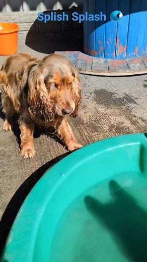 20 reactions | Summer Fun! Wilson 2 enjoying splashing in the paddling pool | Springvale Canine Creche Ltd | Facebook